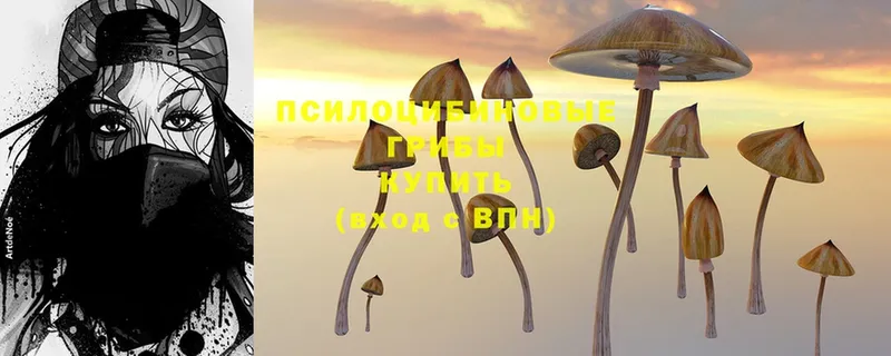 Галлюциногенные грибы Psilocybe Осташков